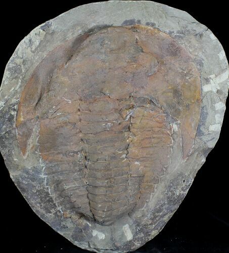 Cambropallas Trilobite From Morocco - Heavily Restored #28942